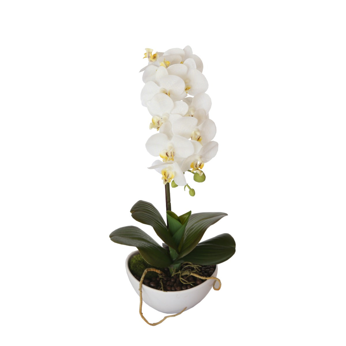 NNEDSZ Butterfly Orchid - White-0
